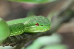 Trimeresurus popeiorum