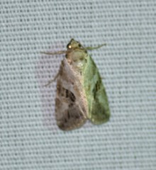 Diastema cnossia