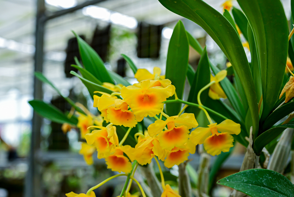 Dendrobium chrysotoxum Lindl.