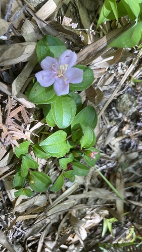Twelve-stamened Melastoma