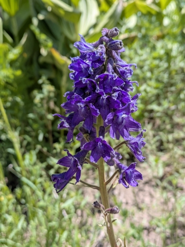 Subalpine larkspur