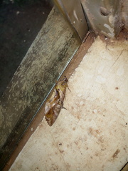 Eudocima