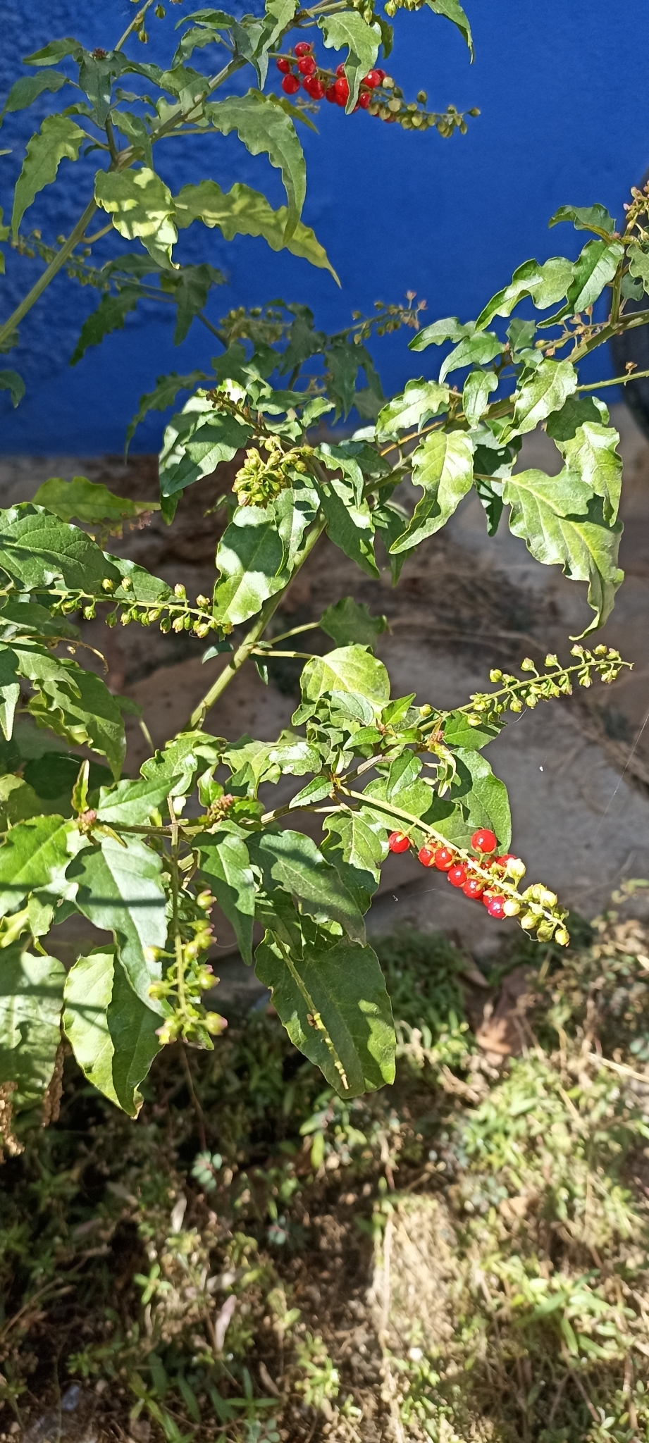 Rivina humilis