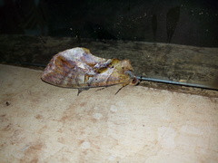 Eudocima