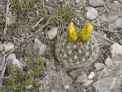 Coryphantha delicata