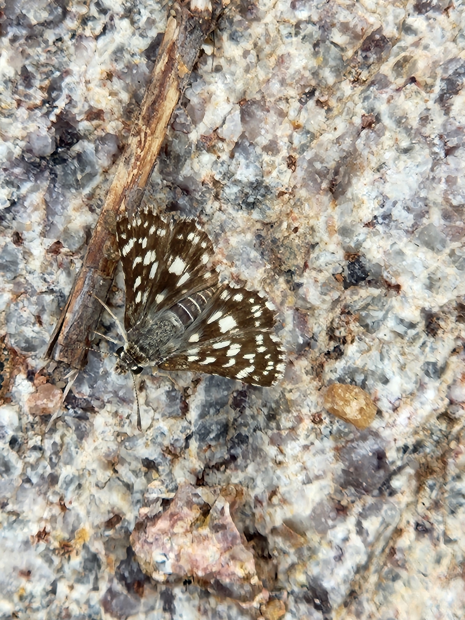 Asian Grizzled Skipper