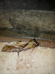 Eudocima