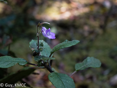 Streptocarpus hilsenbergii