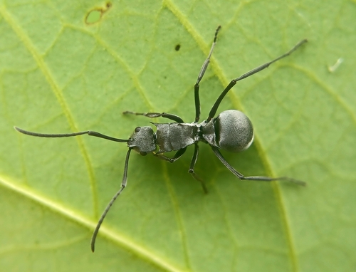 Polyrhachis dianaPolyrhachis diana