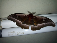 Bunaea alcinoe