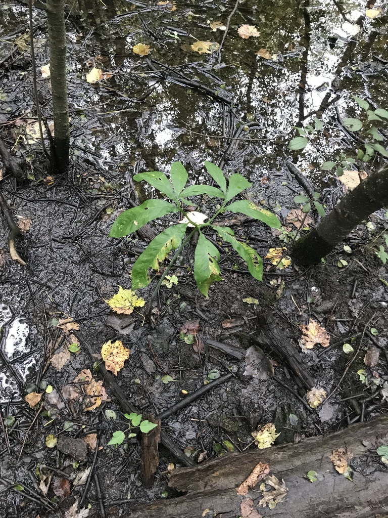 green dragon from Bunker Hill Woods, Niles, IL, US on October 4, 2019