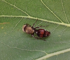 Dasymutilla snoworum