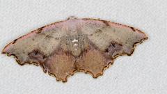 Epicompsa xanthocrossa