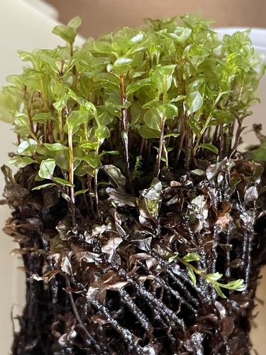 Rhizomnium pseudopunctatum observed 2025-06-30