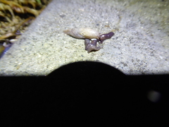 Deroceras reticulatum