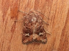 Lacinipolia stricta