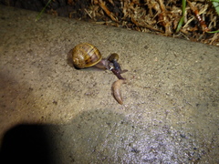 Deroceras reticulatum