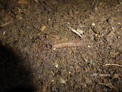 Deroceras reticulatum