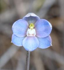Thelymitra aemula