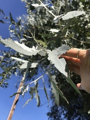 Eucalyptus cinerea