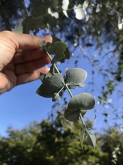 Eucalyptus cinerea