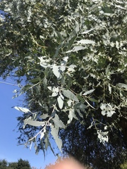 Eucalyptus cinerea