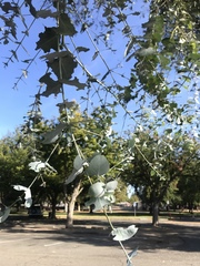 Eucalyptus cinerea
