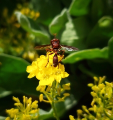 Physocephala burgessi