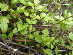 Clematis marata