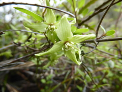 Clematis marata
