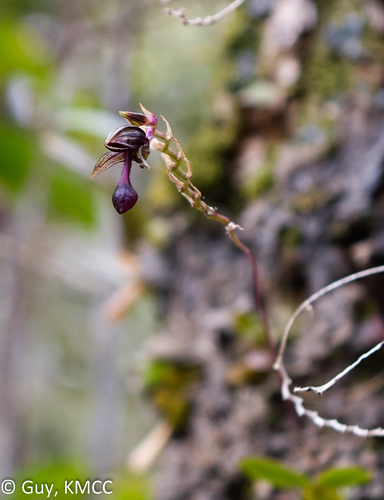 Bulbophyllum falcatum var. velutinum image