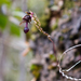 Bulbophyllum minutum - Photo (c) Guy Eric Onjalalaina, alguns direitos reservados (CC BY-NC), uploaded by Guy Eric Onjalalaina