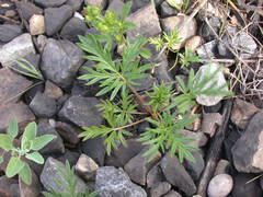 Potentilla pensylvanica