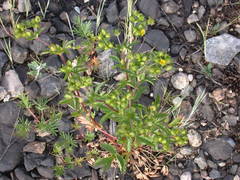 Potentilla pensylvanica