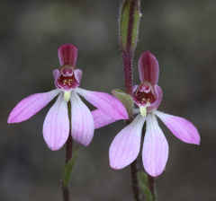 Caladenia bartlettii
