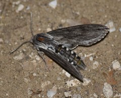 Sphinx libocedrus