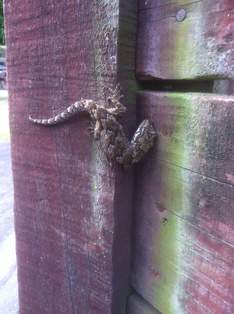 New Zealand Forest Geckos in October 2016 by dhwalsh · iNaturalist