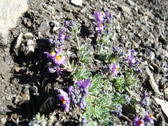 Linaria alpina alpina