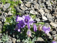 Campanula alpestris