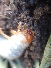 Scarabaeidae