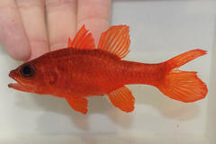 Flame Cardinalfish photo 1