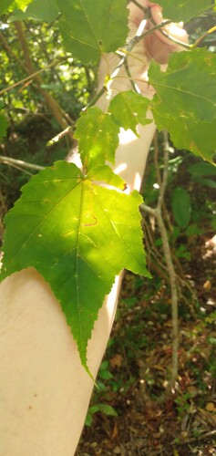 Acer insulare iNat (1)