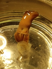 Actinothoe modesta