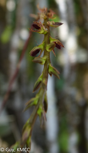 Bulbophyllum erectum image