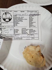 Pseudospongipellis unicolor