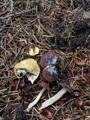 Calocybe onychina