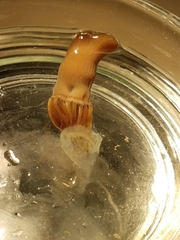 Actinothoe modesta