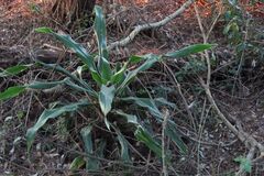 Giant Dracaena (Dracaena aletriformis)