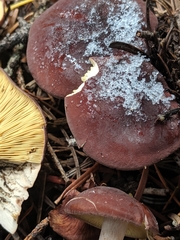 Calocybe onychina
