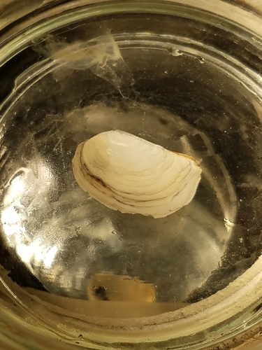 Common Pandora Clam